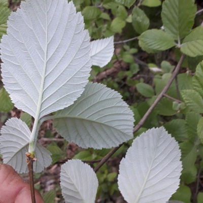 Le dos de la feuille est blanc, d'où son nom