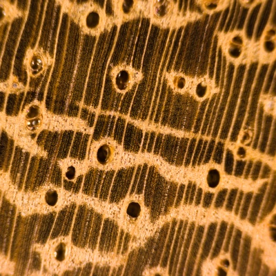 Iroko (Milicia spp.) en bois de bout; ponçage au grain 4000; grossissement x10
