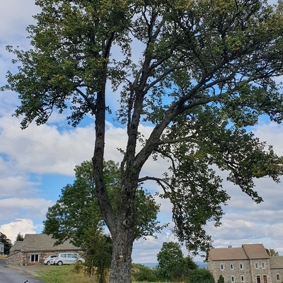 Alisier sur bas cote ... Ardèche du nord