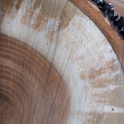 Cerisier (une des nombreuses espèces) Bois de bout 01
