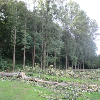 Arbre souvent repiqué par l'homme en peuplement aligné. Dans les zones humides. Rejète et se marcote très facilement.