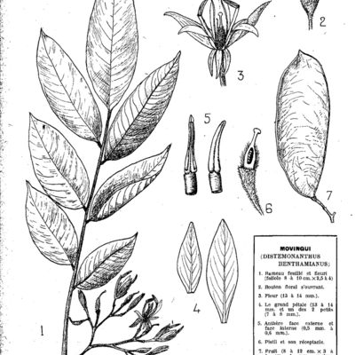Fiches botaniques, forestières, industrielles et commerciales : Movingui, Bois et Forets des Tropiques, volume  2, 1947