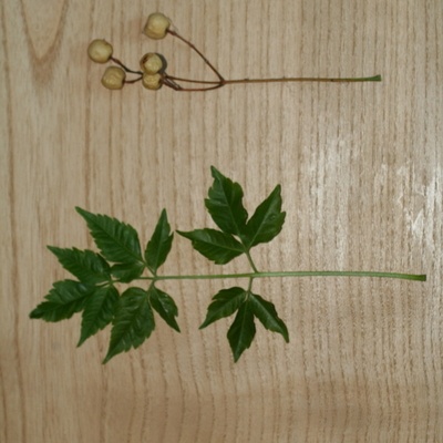 La photo montre aussi une grappe de fruits de l'année précédente, qui finissent de tomber à la floraison de l'arbre