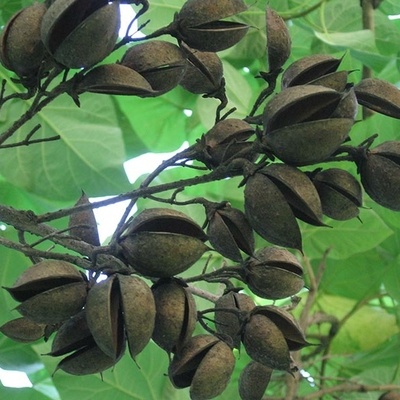 lownia son fruit