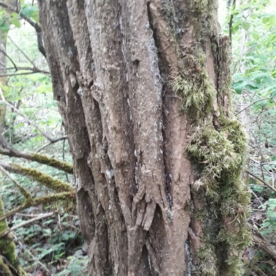 Forêt de Lorraine