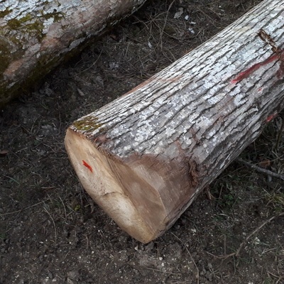 Grume dans une forêt Lorraine