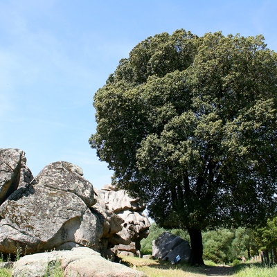 Vue d'un Chêne vert sur Wikimedia