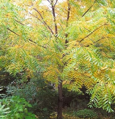 En début d'automne