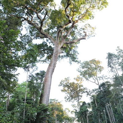 Un des arbres les plus majesteux des forêts d'Afrique Centrale pouvant atteindre 60m de haut et plus de 2,5m de diamètre. (Sur la photo on peut voir une personne de 1,90m sur la route au niveau de l'arbre)