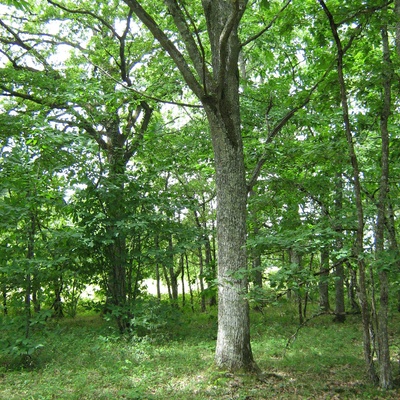 Chêne sessile de Taillis sous futaie (grume courte)