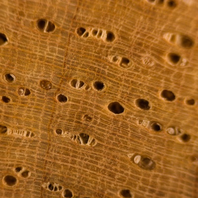 Hévéa (Hevea Brasiliensis) en bois de bout; ponçage au grain 4000; grossissement x10
