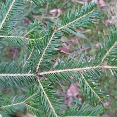 branche de sapin.
on remarque les aiguilles plus claires que celles de l'epicea.
elle sont disposees sur un meme plan .
Au dessous de chaque aiguille2 petites lignes blanches