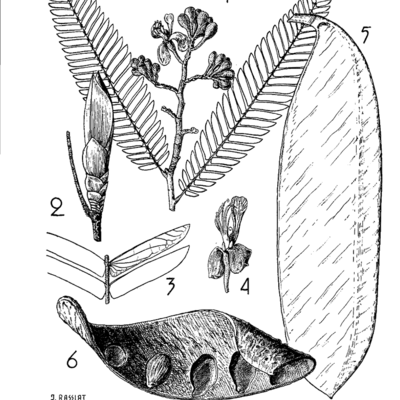 Fiches botaniques, forestières, industrielles et commerciales : Andoung, Bois et Forets des Tropiques, volume 30, 1953