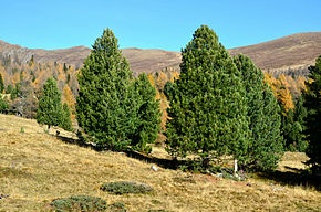 arbre d'altitude 1700-2500 m