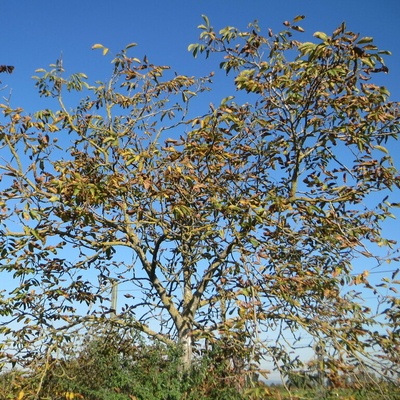 Un noyer en octobre.