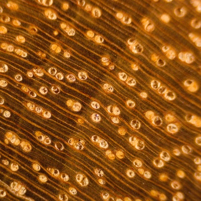 Goncalo Alves (Astronium spp.) en bois de bout; ponçage au grain 4000; grossissement x10