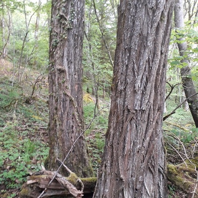 Forêt de Lorraine - 70 ans environ