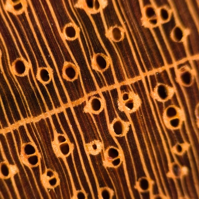 Jatoba/Courbaril (Hymenaea spp.) en bois de bout; ponçage au grain 4000; grossissement x10
