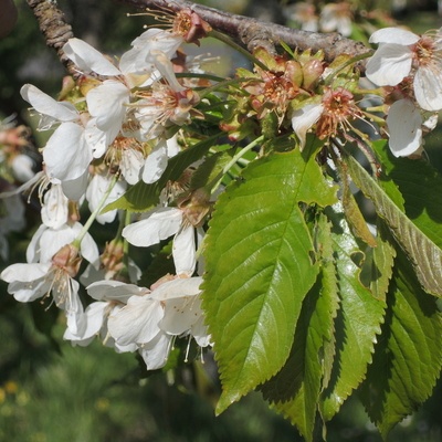 Les fleurs d'un Bigarreau