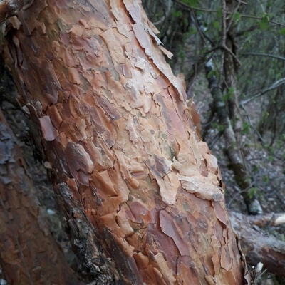 Ecorce d'une branche du haut