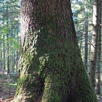 Arbre plutôt vieux