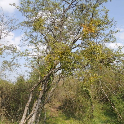 Aubépine de mon verger avec du gui