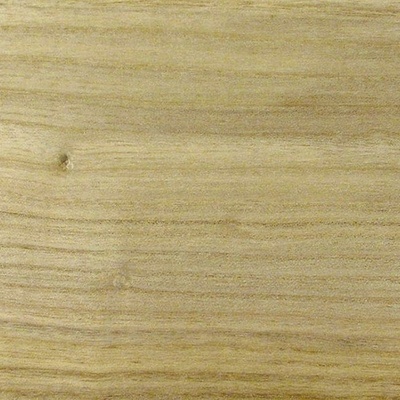 paulownia de fil
