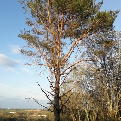 Pin d'un coteau Lorrain