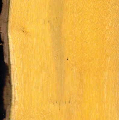 Bois jaune vif, et d'une forte densité (environ 850 à 900). Petites sections mais intéressant pour le tournage