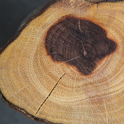 En bois de bout, il présente la même structure que l'ajonc. Le cœur a noirci suite à une blessure sur le tronc, infiltration d'eau. Provenance Haute Garonne