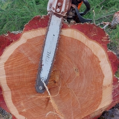 Bois de bout avec un grain serré