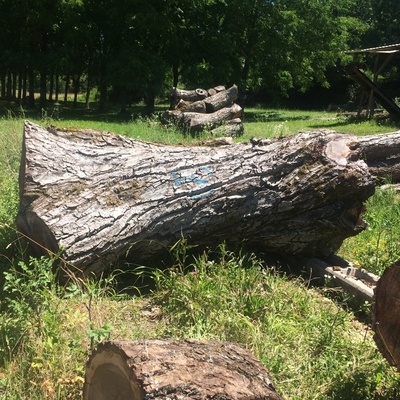 noyer très vieux : plus l'arbre est vieux, plus grosses sont les écailles de l'écorce.