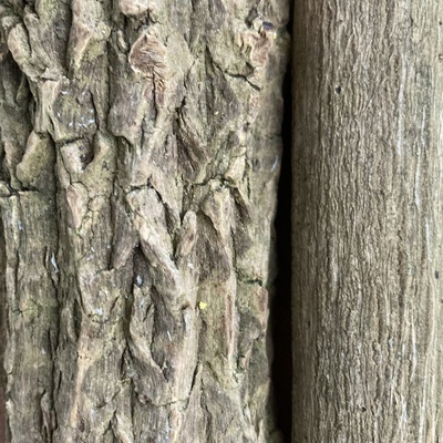 Il existe plusieurs variétés, sur les troncs les plus anciens, l'écorce devient un peu comme du liège (voir à gauche)