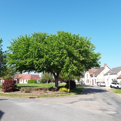 Orme à feuilles de charme taillé, sur la place du village. Port non naturel, mais utile pour l'identifier car cet arbre a beaucoup été planté de cette façon.