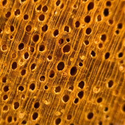 Badi/Bilinga (Nauclea spp.) en bois de bout; ponçage au grain 4000; grossissement x10