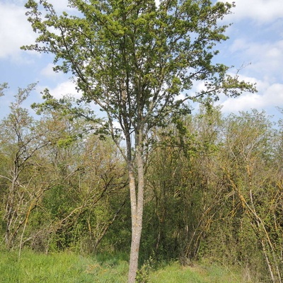 Rescapé d'un débroussaillage