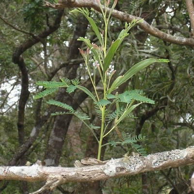 Les feuilles juvéniles sont différentes des feuilles adultes.
D'où son mon heterophylla !