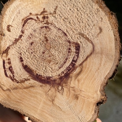 Vieux tronc de lilas. On voit bien les veines violettes, mais le bois commence à s’altérer.