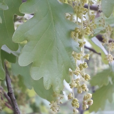 Feuille de fin avril avec ses fleurs