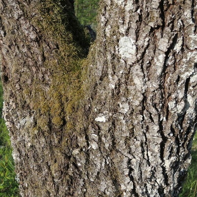 Arbre de + de 60 ans - Lorraine