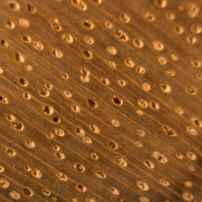 Okoumé (Aucoumea klaineana) en bois de bout; ponçage au grain 4000; grossissement x10