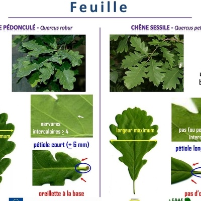 Différences feuillages chênes sessiles/pédonculés