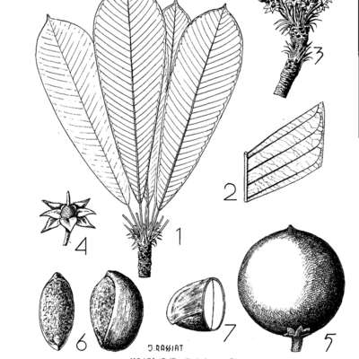 Fiches botaniques, forestières, industrielles et commerciales : Moabi, Bois et Forets des Tropiques, volume 45, 1956