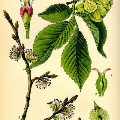 Ulmus minor