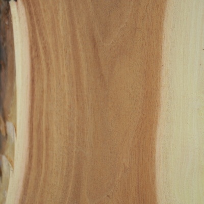 Jujubier, bois de fil
Le contraste est très marqué entre aubier et bois de coeur.