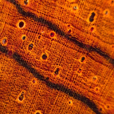 Cocobolo (Dalbergia retusa) en bois de bout; ponçage au grain 4000; grossissement x10
