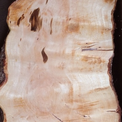 Loupe de Prunus