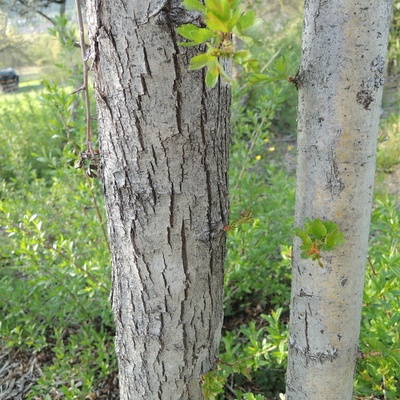 Ecorce de jeune  arbres d'une dizaine d'année