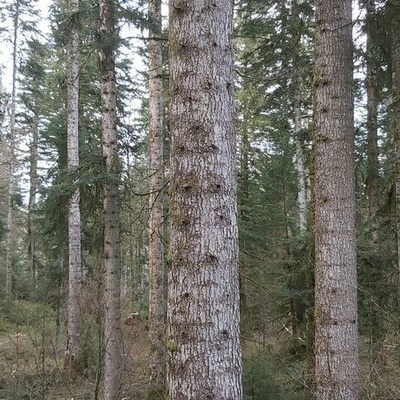 Sapin sur pied . On remarque la couleur plutot grise de l'écorce . Sur les gros arbres , présence de petites poches de résine sur l'écorce . Les gros sujets ont souvent plus de "Patte" au pied .