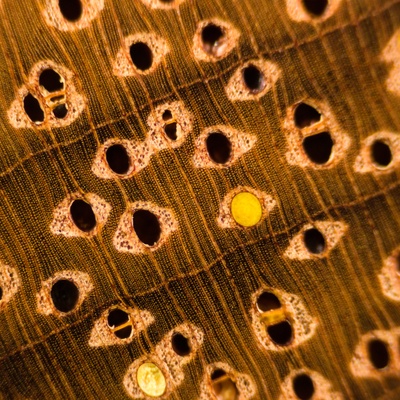 Merbau (Intsia spp.) en bois de bout; ponçage au grain 4000; grossissement x10